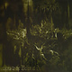 Metal Emperor - Anthems To The Welkin At Dusk (NEW CD)