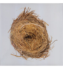 Rock/Pop Wilco - A Ghost Is Born (2011 Gatefold Reissue) (NM/NM)
