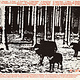 Rock/Pop Mission Of Burma - Vs. (USED CD)