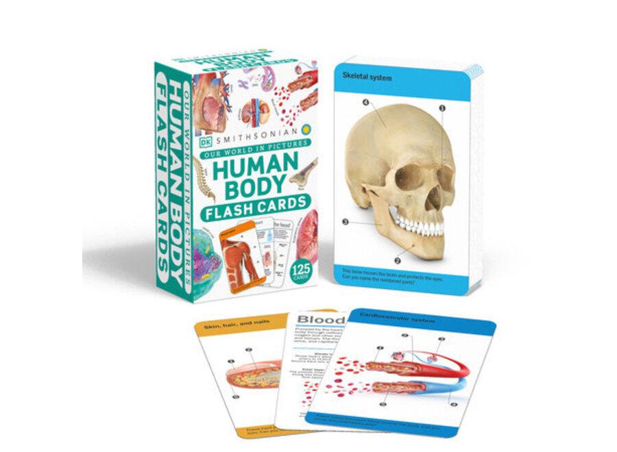 Human Body Flash Cards