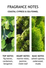 MBL Coastal Cypress+ Sea Fennel Hand Lotion