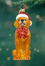 Radko Golden Paws Pal