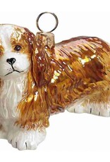 JTW Cavalier King Charles