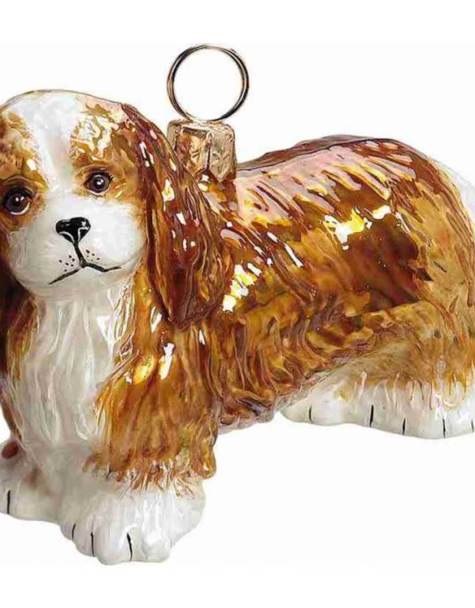 JTW Cavalier King Charles