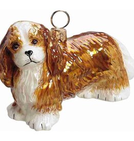 JTW Cavalier King Charles