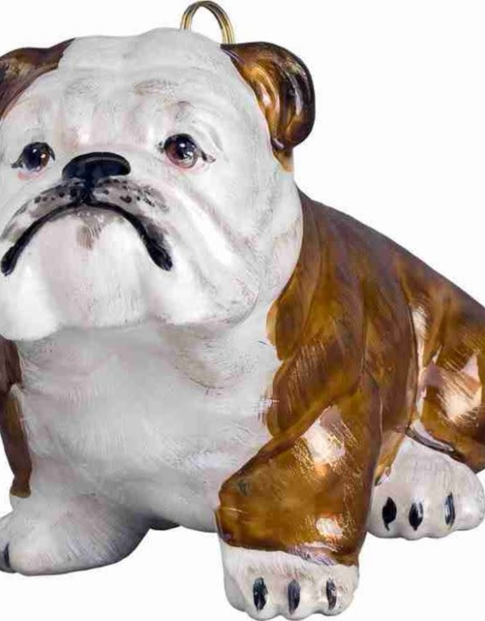 JTW Bulldog Brown and White