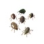 Zimbabwe Stone & Wire Beetle