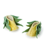 Kyrgyzstan Zooties - Sweet Corn