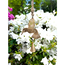 Mini Hummingbird Wind Chime