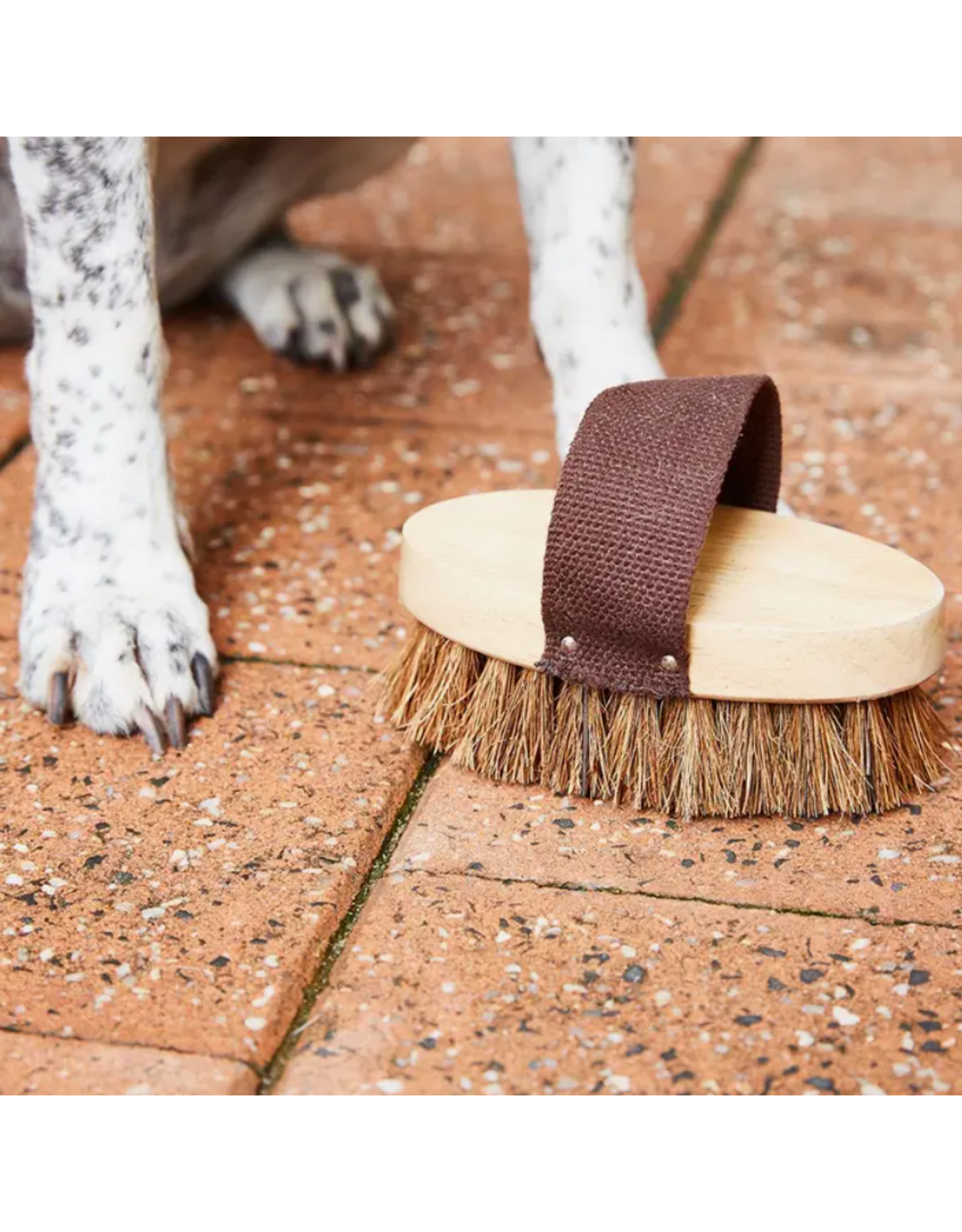 Sri Lanka Pet Grooming Brush, Sri Lanka