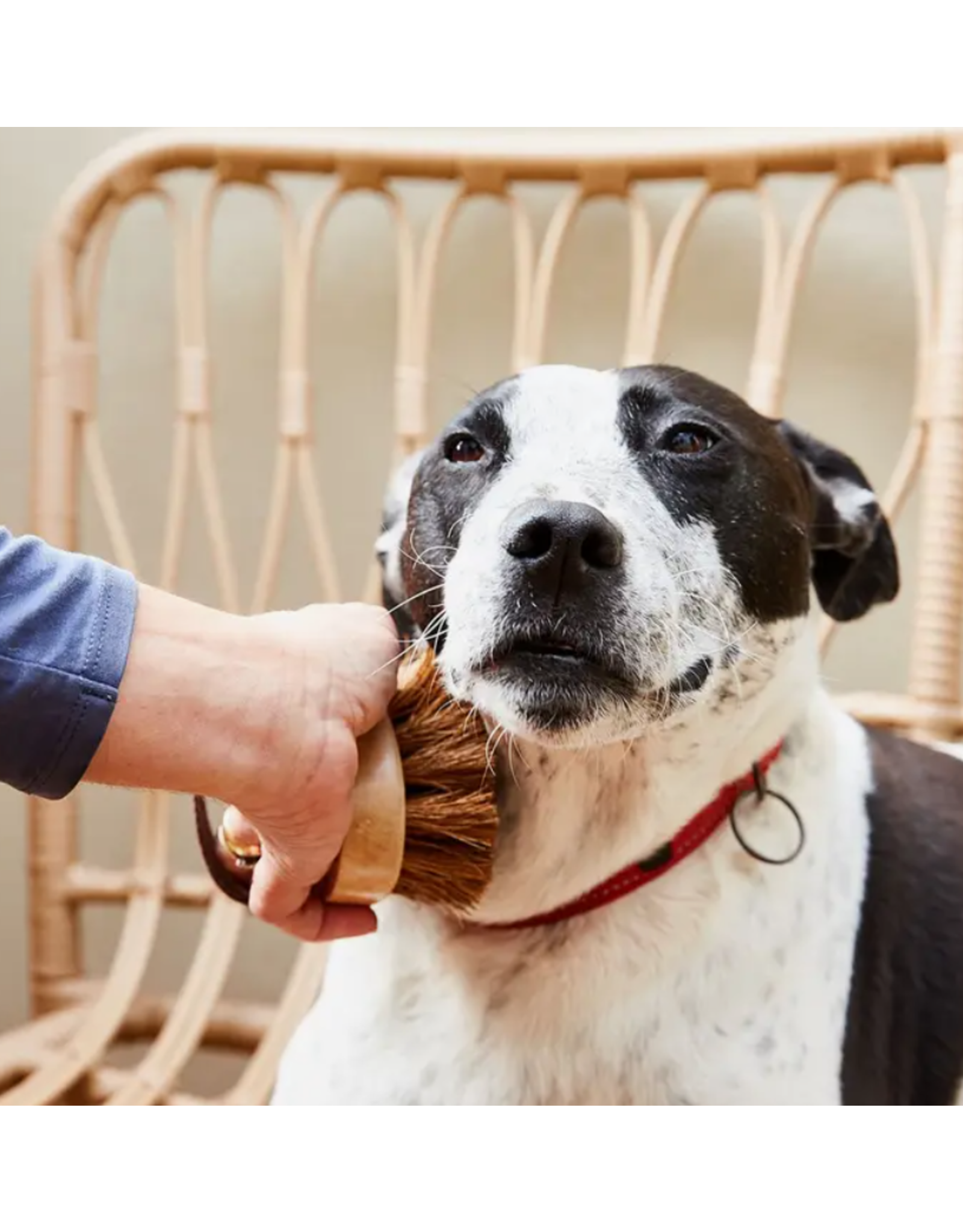 Sri Lanka Pet Grooming Brush, Sri Lanka