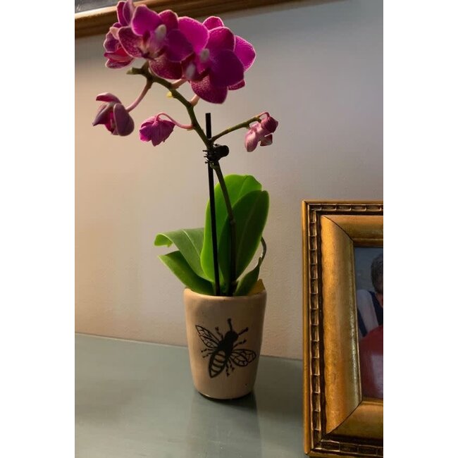 Honeybee Orchid Vase