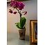 CLEARANCE Honeybee Orchid Vase