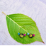 India Sari Bead Small Hoop Earring