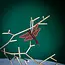 Guatemala Beaded Dragonfly Ornament