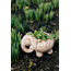 Bangladesh Elephant Planter
