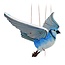 Colombia Blue Jay Flying Mobile