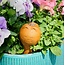CLEARANCE Terracotta Watering Stake