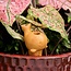 CLEARANCE Terracotta Watering Stake