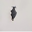 Flying Mobile - Bat