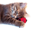 Organic Catnip Mouse