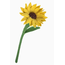 Nepal Felt Sunflower