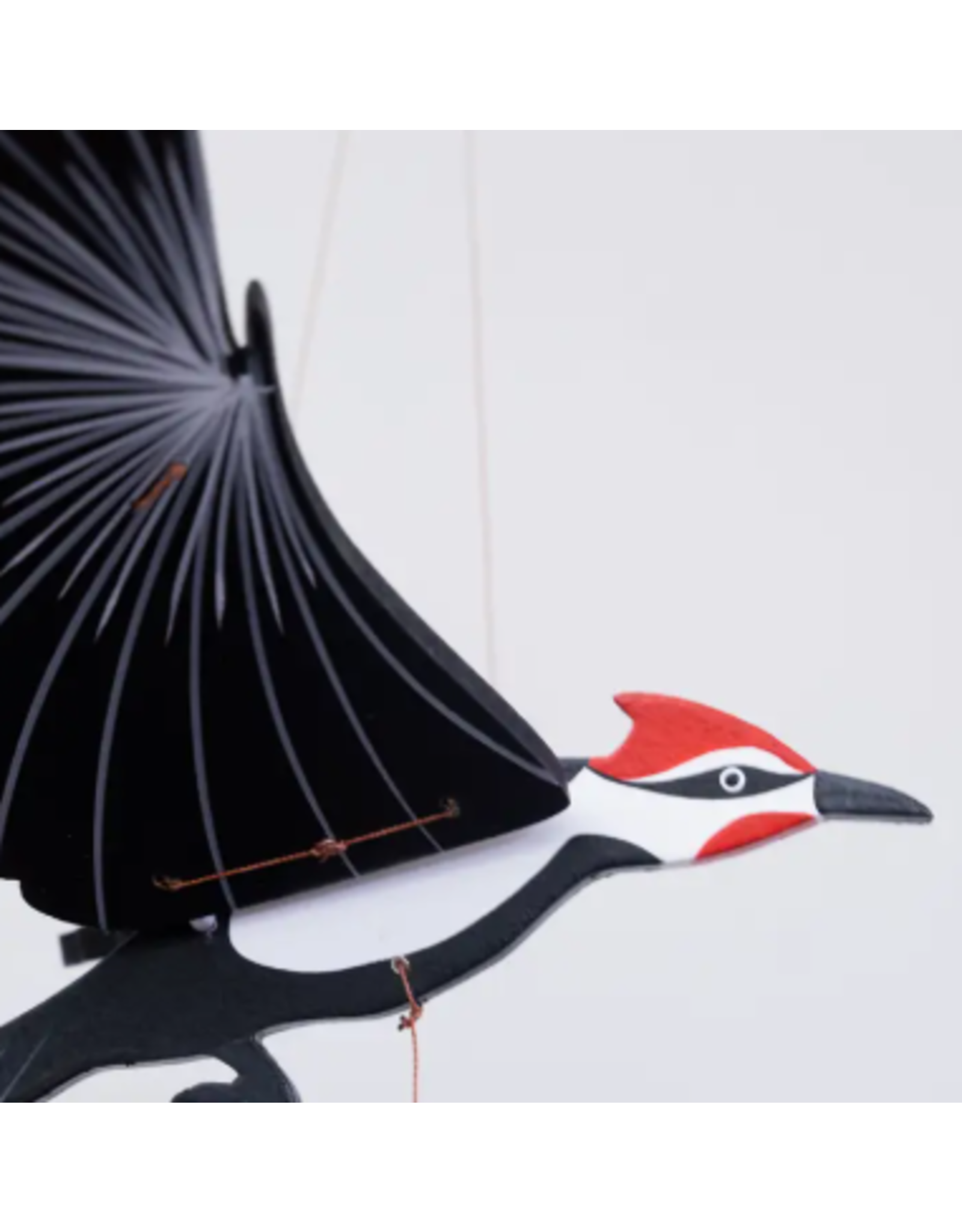Colombia Pileated Woodpecker Flying Mobile