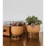 CLEARANCE Indukala Moon Phase Terracotta Plant Pot w/ Wood Stand