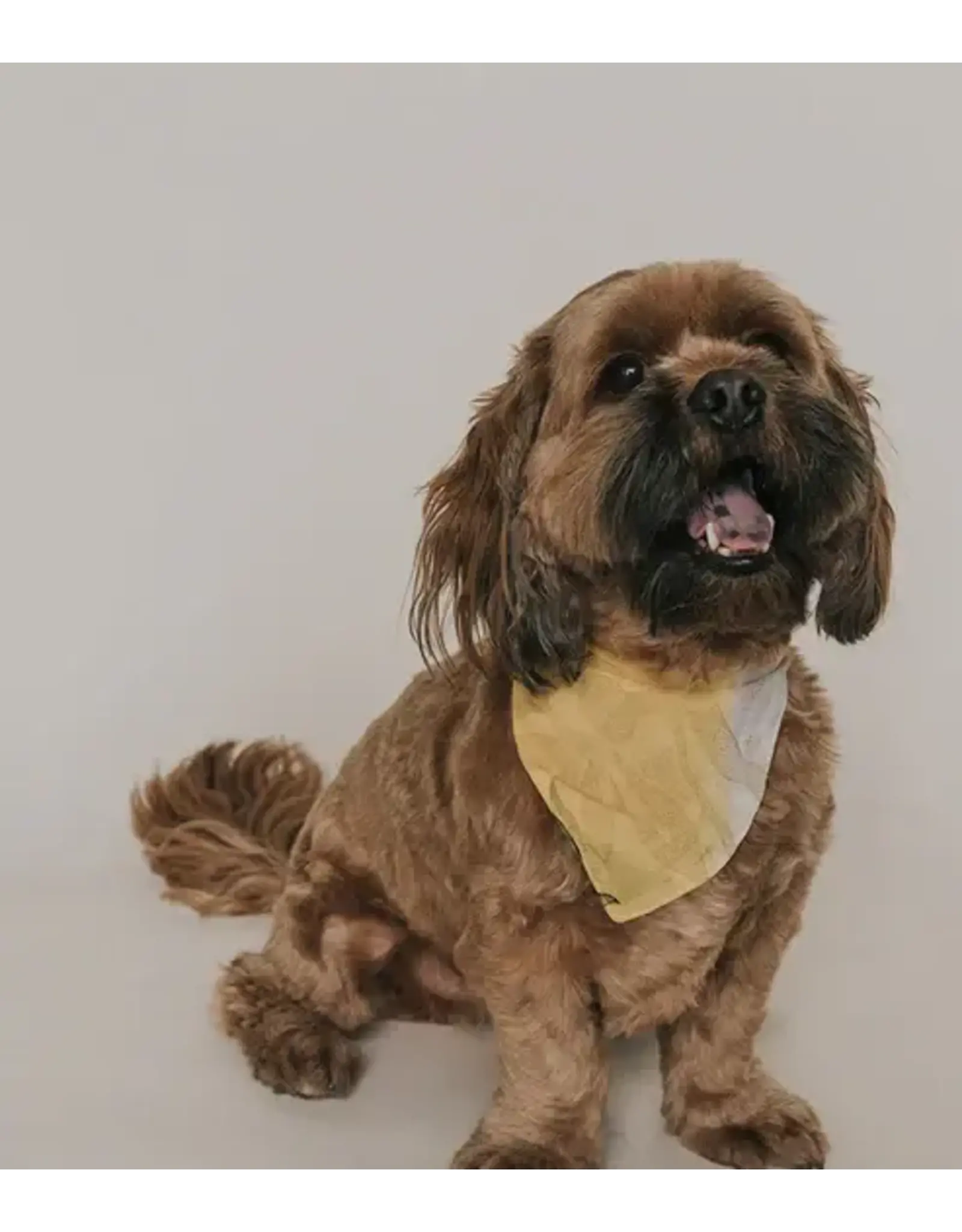 India Ishivatva Upcycled Sari Dog Bandana