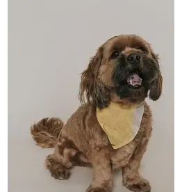 India Ishivatva Upcycled Sari Dog Bandana