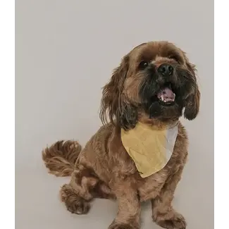 India Ishivatva Upcycled Sari Pet Bandana