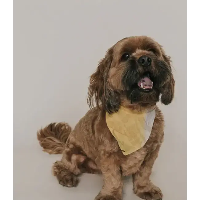 Ishivatva Upcycled Sari Pet Bandana