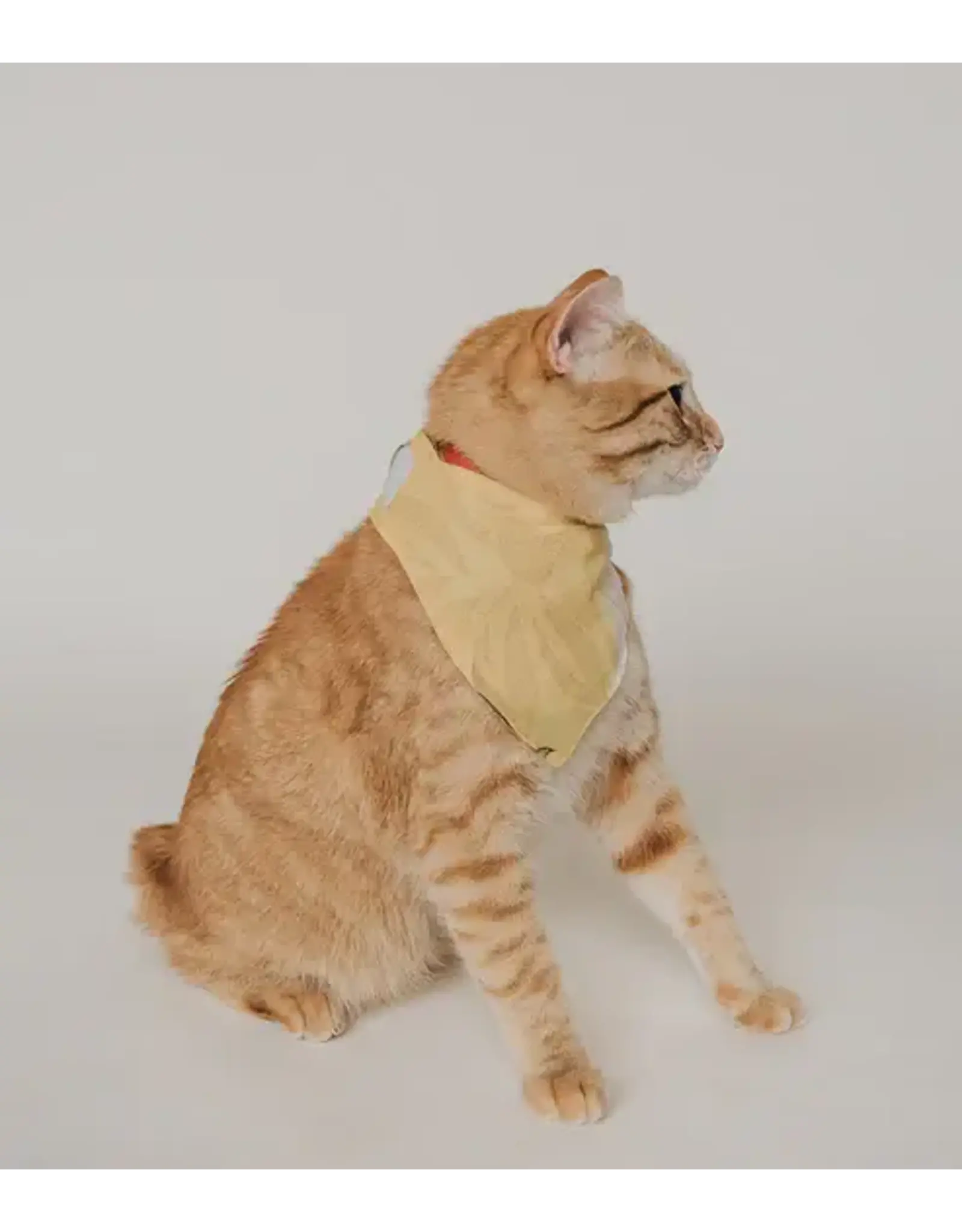 India Ishivatva Upcycled Sari Dog Bandana