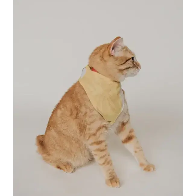 Ishivatva Upcycled Sari Pet Bandana