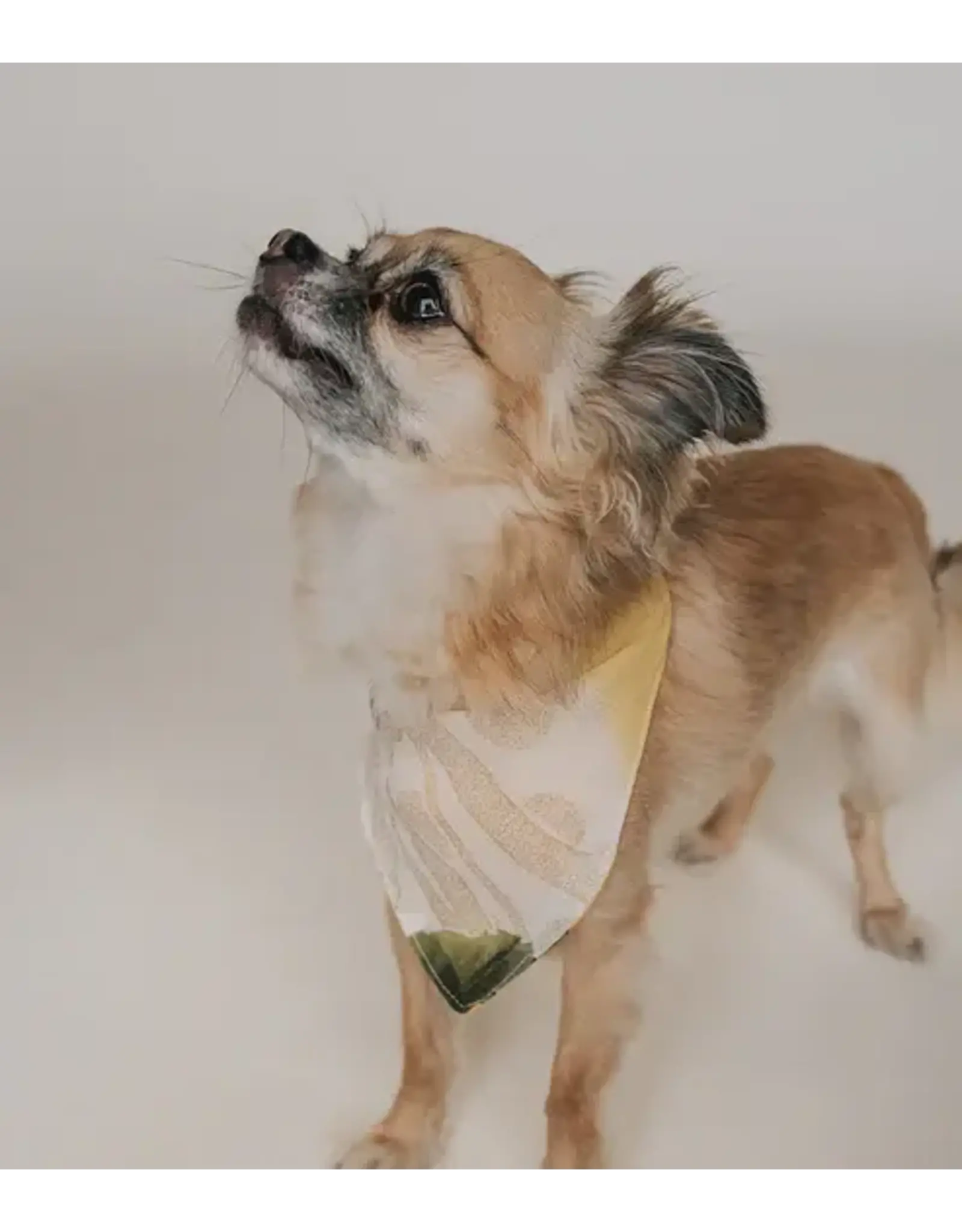 India Ishivatva Upcycled Sari Dog Bandana