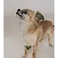 CLEARANCE Ishivatva Upcycled Sari Pet Bandana