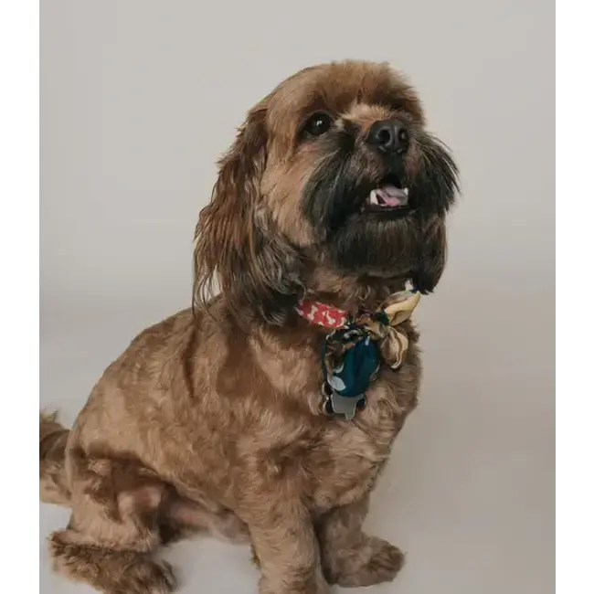 Ishivatva Upcycled Sari Pet Collar Bow Tie