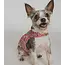 CLEARANCE Ishivatva Upcycled Sari Pet Sweater