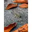 CLEARANCE Pallavi Brass Ring