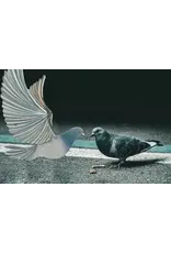 Colombia Pigeon Flying Mobile