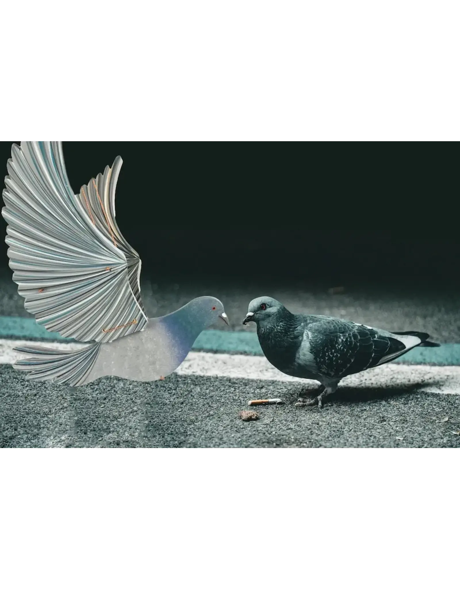 Colombia Pigeon Flying Mobile