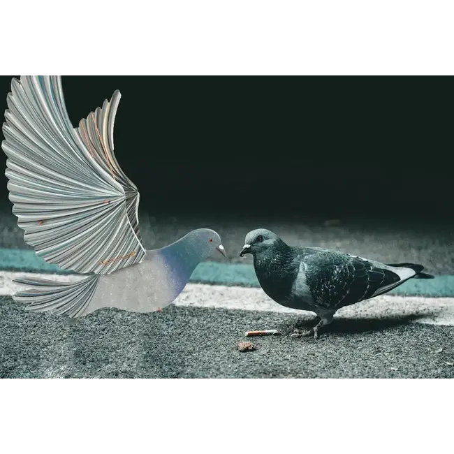 Flying Mobile - Pigeon