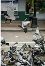 Colombia Pigeon Flying Mobile