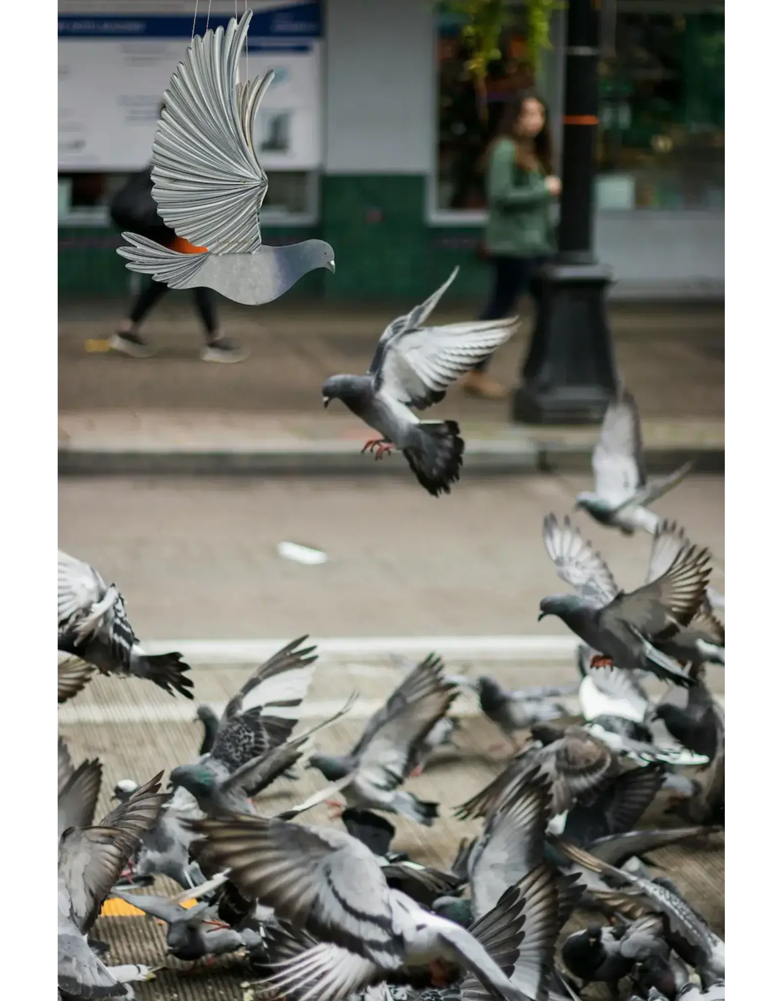 Colombia Pigeon Flying Mobile