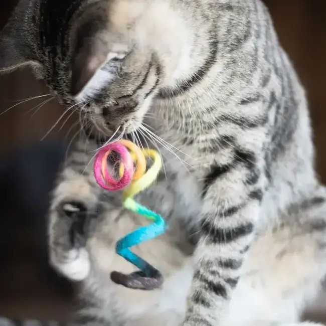 Cat Toy - Wool Spring