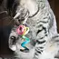 Cat Toy - Wool Spring