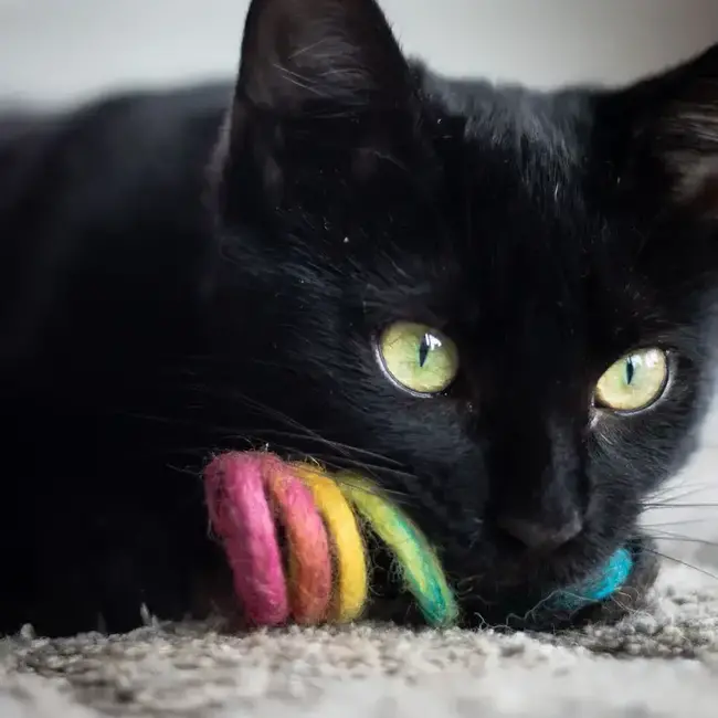 Cat Toy - Wool Spring