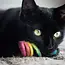 Cat Toy - Wool Spring