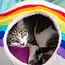 Felt Cat Cave - Rainbow Stripe