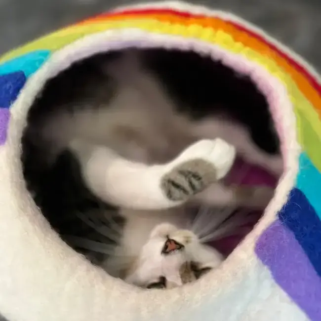Felt Cat Cave - Rainbow Stripe